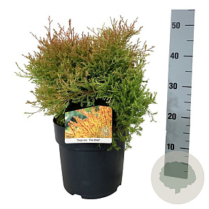 Thuja occ. Fire Chief 30-40 cm 6,5L