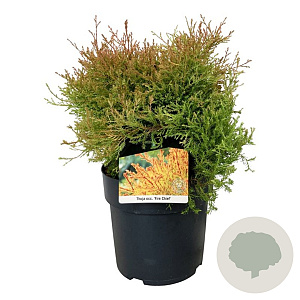 Thuja occ. Fire Chief 30-40 cm 6,5L