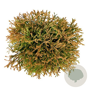 Thuja occ. 'Golden Tuffet' 30-40 cm 6,5L