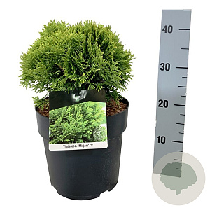 Thuja occ. 'Mirjam' 25-30 cm 6,5L