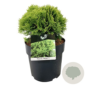 Thuja occ. 'Mirjam' 25-30 cm 6,5L