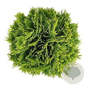 Thuja occ. 'Mirjam' 25-30 cm 6,5L