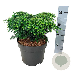 Tsuga can. 'Green Globe' 30-40 cm 6,5L