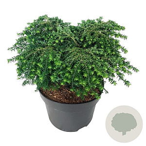 Tsuga can. 'Green Globe' 30-40 cm 6,5L
