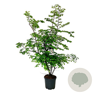 Ulmus minor suberosa 150-175 cm 30L extra