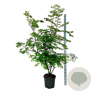 Ulmus minor suberosa 150-175 cm 30L extra