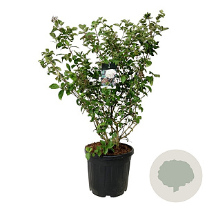 Viburnum carlcephalum 125-150 cm cont. 55L extra