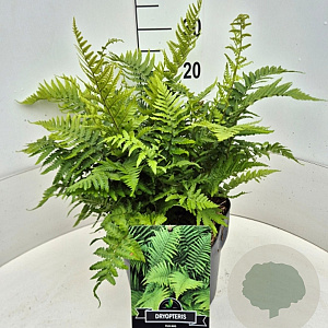 Dryopteris filix-mas 30-40 cm 10L