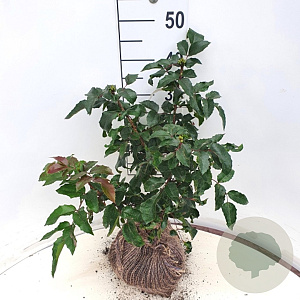 Mahonia aq. 'Apollo' 35-40 cm 10L