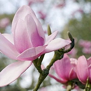 Magnolia 'Big Pink' 150-175 cm draadkluit meerstammig
