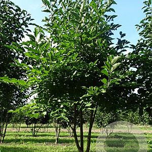 Magnolia kobus 350-400 cm draadkluit meerstammig