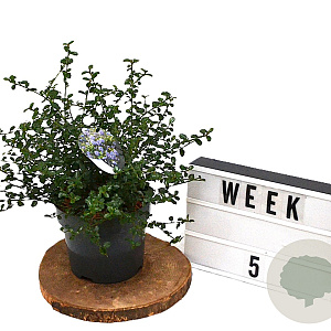 Ceanothus thyrsiflorus repens 40-60 cm 3,0L