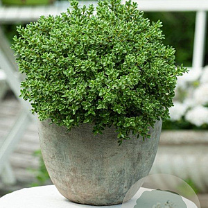 Hebe pinguifolia 'Sutherlandii' GM 1.5