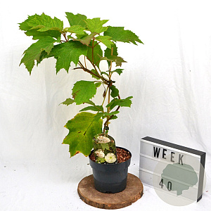 Hydrangea quercifolia 40-60 cm 3,0L