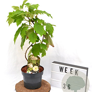 Hydrangea quercifolia 40-60 cm 3,0L