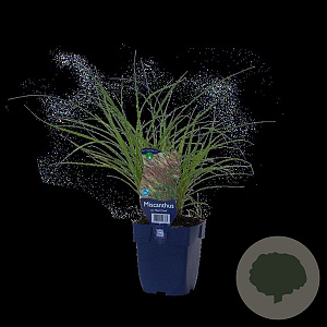 Miscanthus sin. 'Red Chief' GM  P11