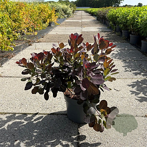 Cotinus cog. 'Royal Purple' 40-50 cm 10L