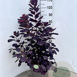 Cotinus cog. 'Royal Purple' 40-50 cm 10L