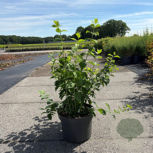 Cornus mas 40-50 cm 10L