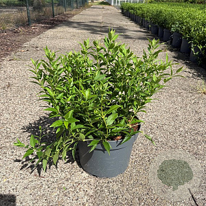 Deutzia gracilis 40-50 cm 10L