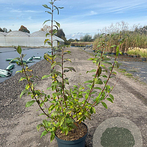 Forsythia int. 'Spectabilis' 60-80 cm 10L
