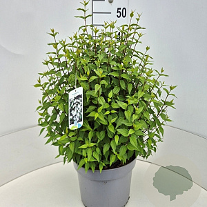 Philadelphus 'Lemoinei' 40-50 cm 10L