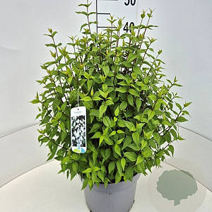 Philadelphus 'Lemoinei' 40-50 cm 10L