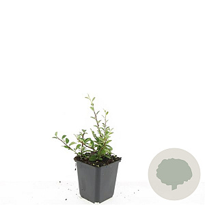Cotoneaster radicans 'Eichholz' GM P9
