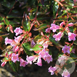 Abelia grandifl. 'Sherwood' 20-25 cm 2,0L