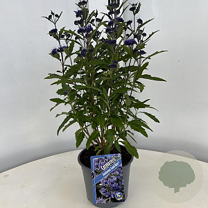 Caryopteris cland. Grand Bleu 30-40 cm 2,0L