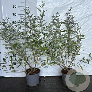 Caryopteris cland. 'Heavenly Blue' 30-40 cm 2,0L