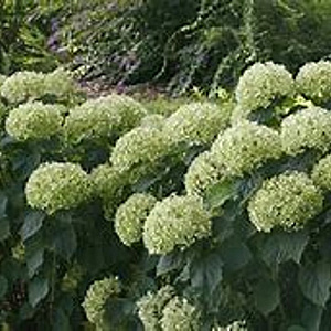 Hydrangea a. Lime Rickey GM 3,0L leverbaar