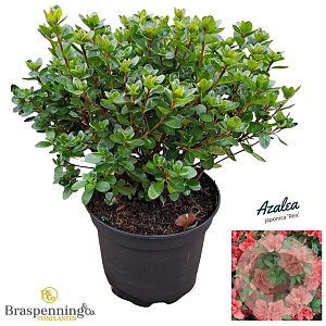 Azalea (J) 'Rex' 20-25 cm 2,0L