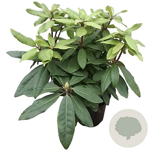 Rhododendron 'Azzuro' paars 30-40 cm 5,0L struik