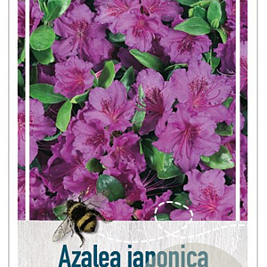 Rhododendron 'Blaue Donau' 25-30 cm 4,0L