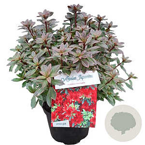 Rhododendron (AI) 'Hellmut Vogel' 25-30 cm 4,0L