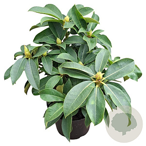 Rhododendron 'Lumie' 30-40 cm 5,0L struik