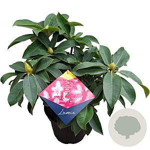 Rhododendron 'Lumie' 30-40 cm 5,0L struik