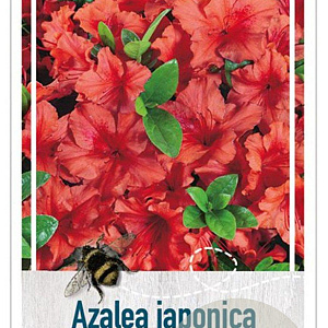 Rhododendron (AJ) 'Radja' 50-60 cm 20L