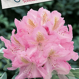 Rhododendron 'Scintillation' 30-40 cm 5,0L struik