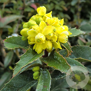 Mahoberberis 'Dart's Desire' 100-125 cm met kluit struik