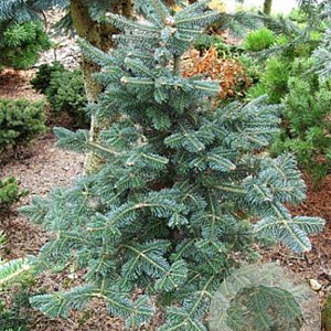 Abies koreocarpa 'Diskus' 40-50 cm 10L
