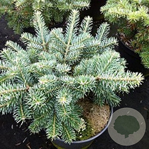 Abies koreana 'Tannja' 25-30 cm 7,5L