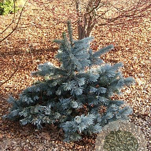 Abies lasiocarpa 'Glacier' 40-50 cm 7,5L