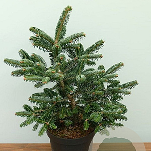 Abies numidica 'Baronagel' 30-40 cm 7,5L
