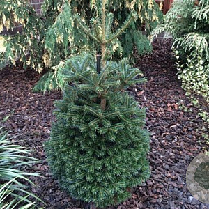 Abies nordmanniana 'Saerling' 30-40 cm 7,5L