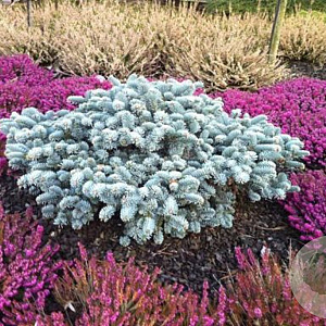 Abies procera 'Procumbens' 25-30 cm 7,5L
