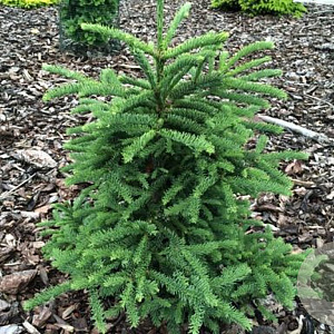 Abies procera 'Rat Tail' 40-50 cm 7,5L