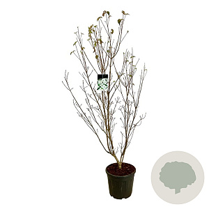Cornus k. 'Milky Way' 150-175 cm 30L extra