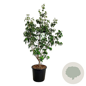 Cornus k. 'Milky Way' 150-175 cm 30L extra